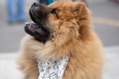 SNY-Fluff-dog-1